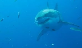 大鲨鱼视频,揭秘海洋霸主的生活奥秘